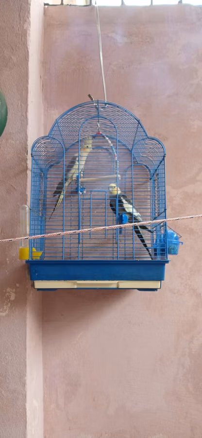 Növ: Nimfa (Cockatiel) cütlük Təsvir: Şəkillərdə göründüyü kimi iki