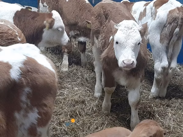 Cattle (batch, sex not specified), Hereford