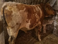 सांड, Simmental cattle — फ़ोटो 1