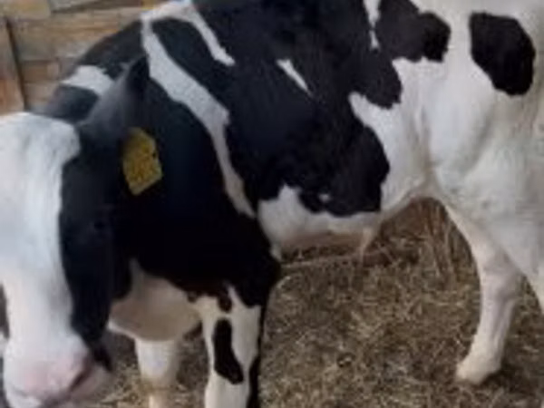 Bou, Russian Black pied cattle — Ungaria