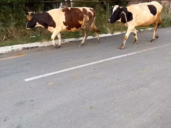 Vache, Russian Black pied cattle