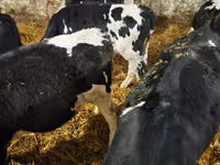 公牛, Holstein breed — 照片 3