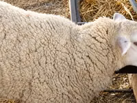 Biri-biri betina, British  Milksheep — foto 1