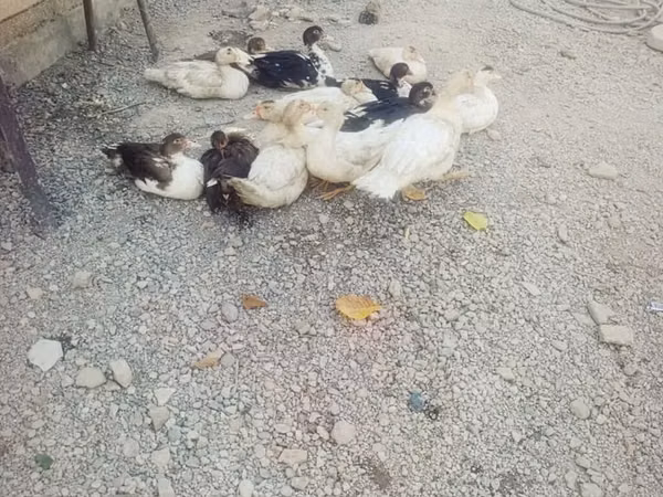 Domestic Muscovy — Kyrgyzstan