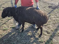 Ram, Sheep — photo 5
