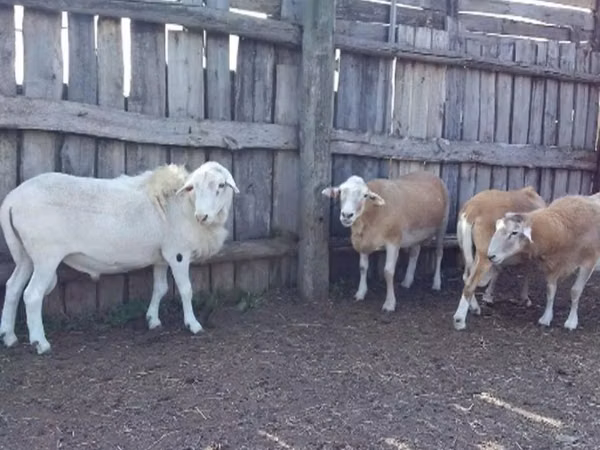 Koç, Katum sheep