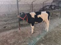 Bull, Russian Black pied cattle — photo 2