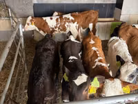Rundvee (partij, geslacht niet gespecificeerd), Russian Black pied cattle — foto 4