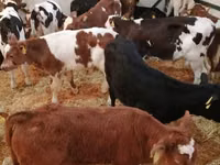 گاو و گوساله (گروه، جنسیت مشخص نشده), Simmental cattle — عکس 5