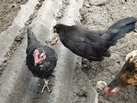 Chickens — photo 5