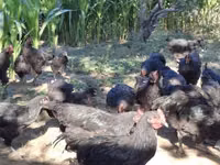 Chickens — ছবি 3