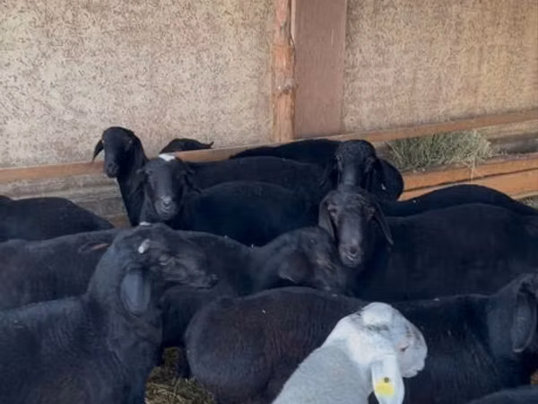 Ram, Hissar sheep