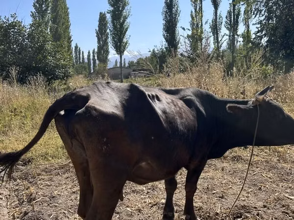Vache, Bovins — Kirghizstan