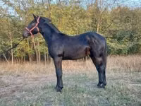 Horse (M), Nonius horse — photo 2