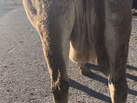 Cow, Simmental cattle — photo 3