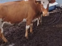Αγελάδα, Simmental cattle — φωτογραφία 3