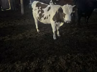 Toro, Hereford — foto 2