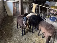 Ram, Sheep — photo 2