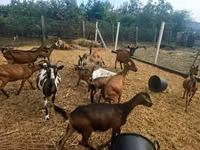 Goat, Nubian Goat — photo 6
