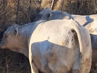 Bull, Auliekol breed — photo 5