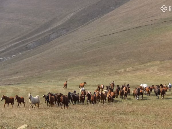 Horse (M), Horses — Armenia