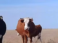 Cow, Latvian Blue cattle — photo 2