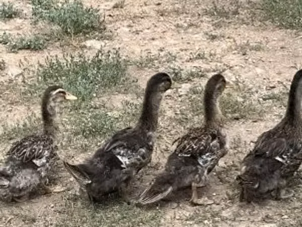 Ducks — Угорщина