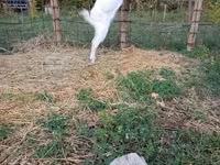 Koza, Saanen goat — zdjęcie 2