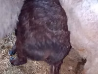 Kambing jantan, Sheep — foto 1