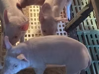 Pigs (batch, sex not specified) — photo 1