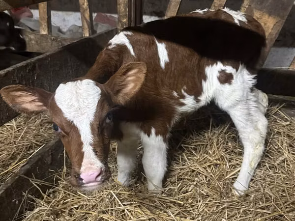 Бух, Simmental cattle