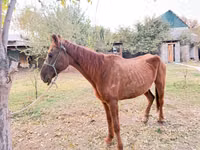 Kuda betina, Horses — foto 1