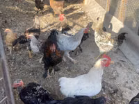 Chickens — sawirka 3