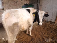 Bull, Simmental cattle — photo 3