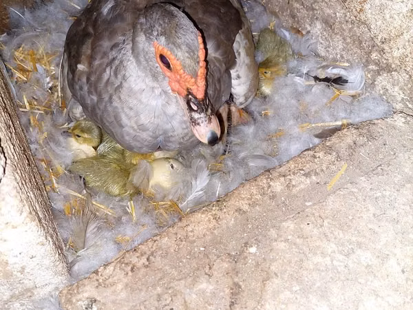 Ducks — Azerbaijan