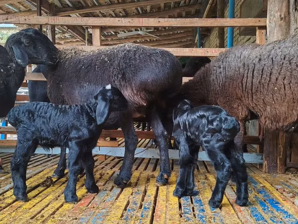 암양, Hissar sheep — 우즈베키스탄
