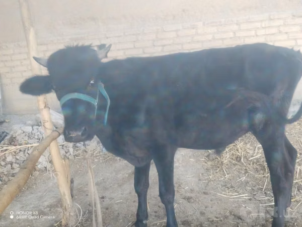 Bou, Bovine