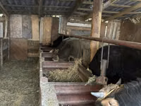 Bull, Aberdeen-Angus — photo 3