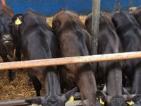 ԽՍԿ (խումբ, սեռը նշված չէ), Simmental cattle — լուսանկար 5