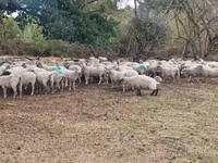 Модагӯсфанд, Baerchuke sheep — акс 2