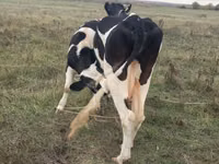 母牛, Russian Black pied cattle — 照片 2