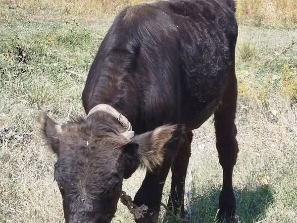 Bull, Swiss cattle — Kyrgyzstan