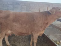 Cow, Cattle — photo 4
