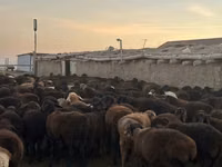 Ram, Hissar sheep — photo 5