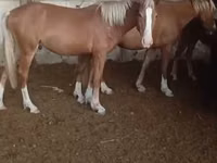 Mare, Horses — photo 1