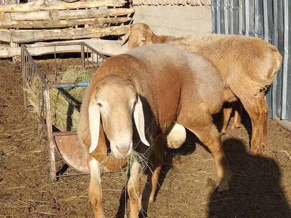 Koç, Arashan sheep — Kırgızistan