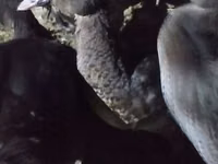Ducks — photo 3