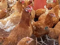 Chickens — foto 1