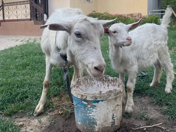 Cabra, Cabras — Cazaquistão