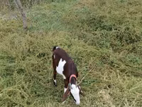 Koza, Beetal goats — foto 3